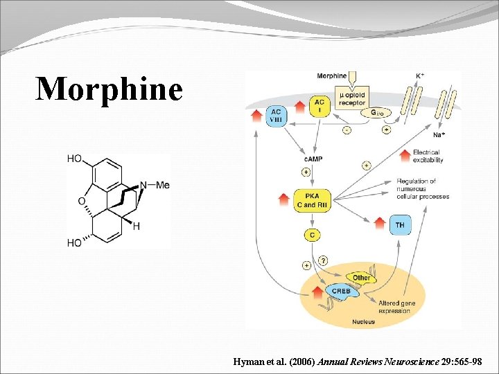 Morphine Hyman et al. (2006) Annual Reviews Neuroscience 29: 565 -98 