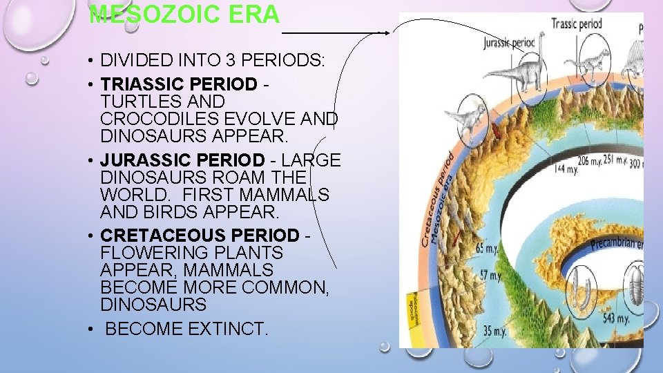 MESOZOIC ERA • DIVIDED INTO 3 PERIODS: • TRIASSIC PERIOD TURTLES AND CROCODILES EVOLVE