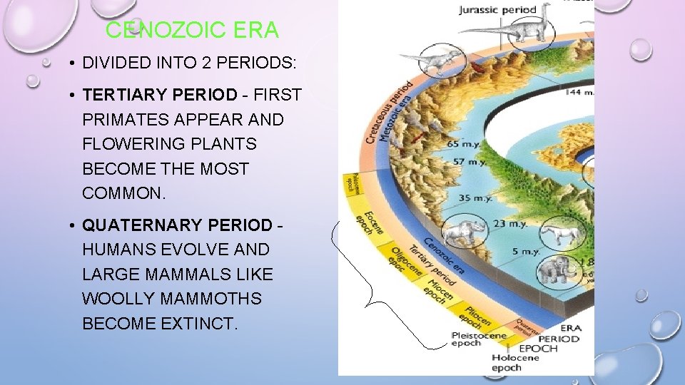 CENOZOIC ERA • DIVIDED INTO 2 PERIODS: • TERTIARY PERIOD - FIRST PRIMATES APPEAR