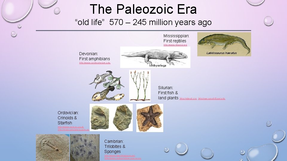 The Paleozoic Era “old life” 570 – 245 million years ago Mississippian: First reptiles