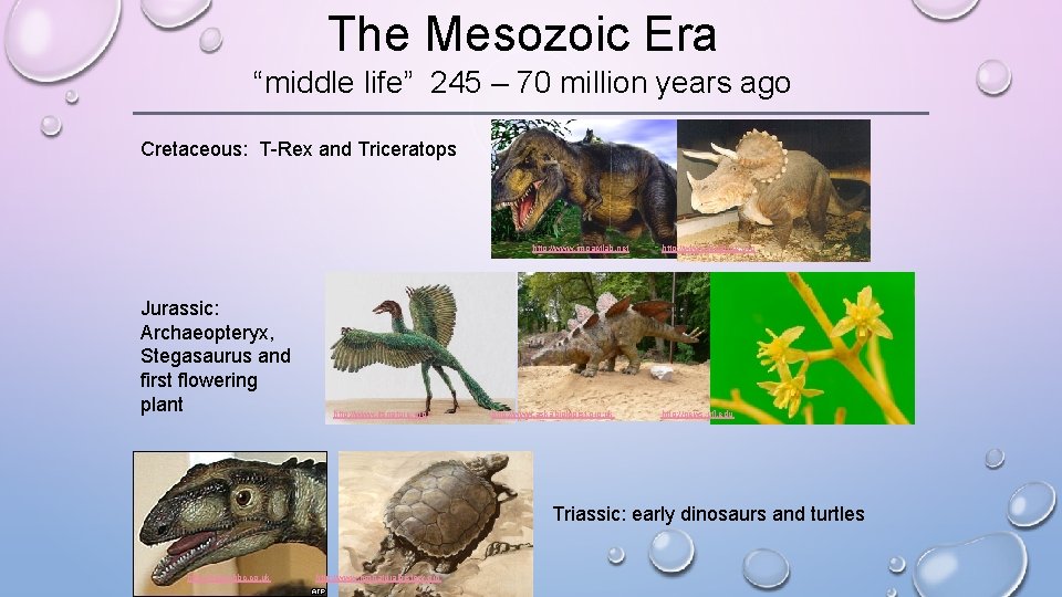 The Mesozoic Era “middle life” 245 – 70 million years ago Cretaceous: T-Rex and