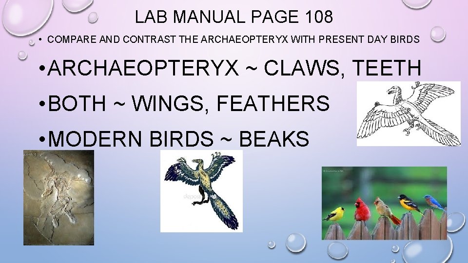 LAB MANUAL PAGE 108 • COMPARE AND CONTRAST THE ARCHAEOPTERYX WITH PRESENT DAY BIRDS