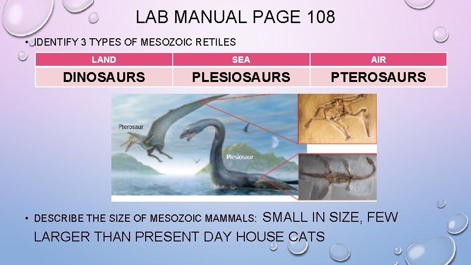 LAB MANUAL PAGE 108 • IDENTIFY 3 TYPES OF MESOZOIC RETILES LAND SEA AIR