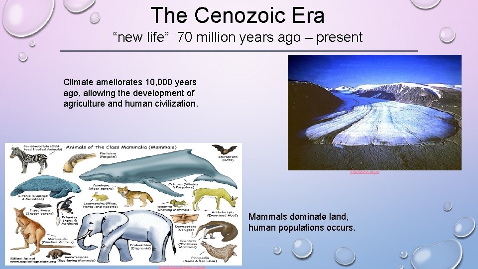 The Cenozoic Era “new life” 70 million years ago – present Climate ameliorates 10,