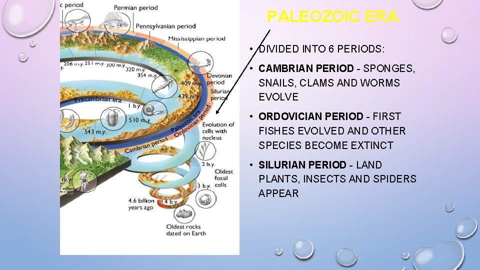 PALEOZOIC ERA • DIVIDED INTO 6 PERIODS: • CAMBRIAN PERIOD - SPONGES, SNAILS, CLAMS