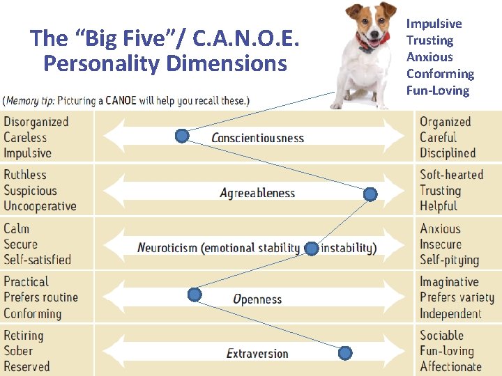 The “Big Five”/ C. A. N. O. E. Personality Dimensions Impulsive Trusting Anxious Conforming