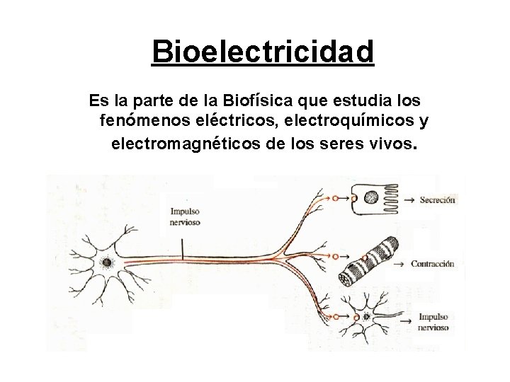 Bioelectricidad Es la parte de la Biofísica que estudia los fenómenos eléctricos, electroquímicos y