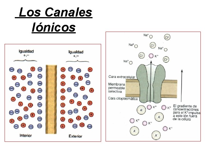 Los Canales Iónicos 