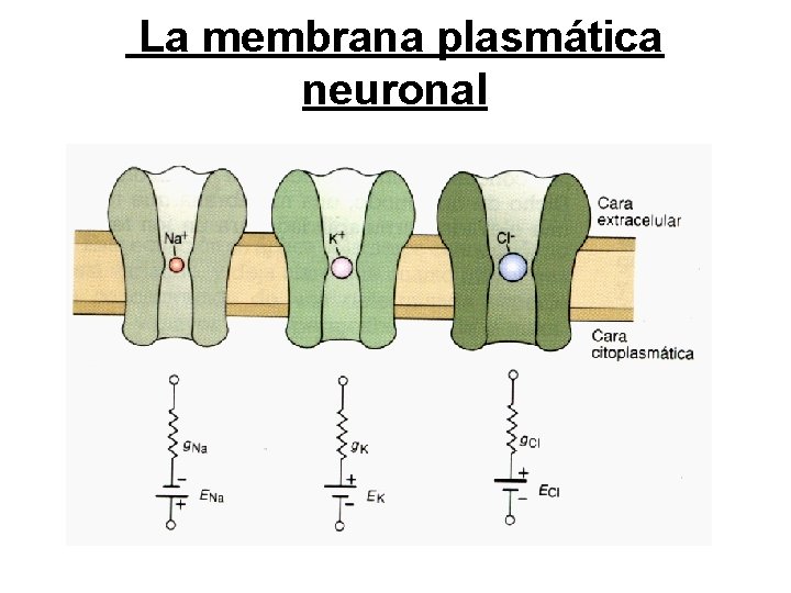  La membrana plasmática neuronal 