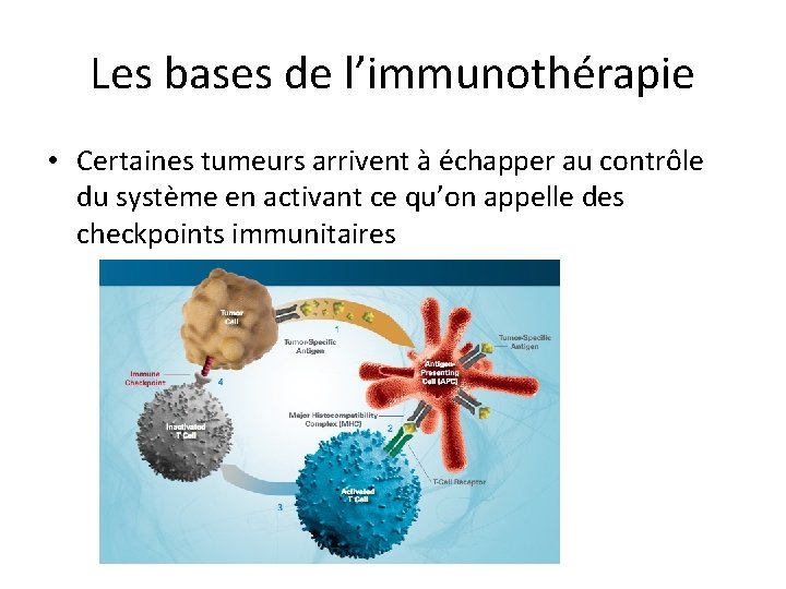 Les bases de l’immunothérapie • Certaines tumeurs arrivent à échapper au contrôle du système