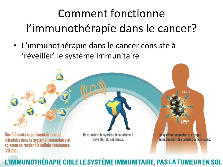 Comment fonctionne l’immunothérapie dans le cancer? • L’immunothérapie dans le cancer consiste à ‘réveiller’