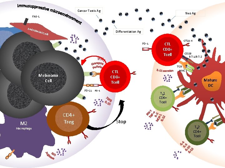 Cancer Testis Ag Neo Ag FAS-L Endo theli Differentiation Ag al Ce ll s