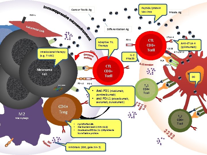 Peptide/protein Vaccines Cancer Testis Ag FAS-L Endo theli a Private Ag Differentiation Ag l