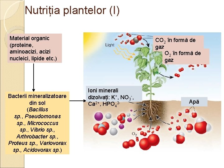 Nutriția plantelor (I) Material organic (proteine, aminoacizi, acizi nucleici, lipide etc. ) Bacterii mineralizatoare