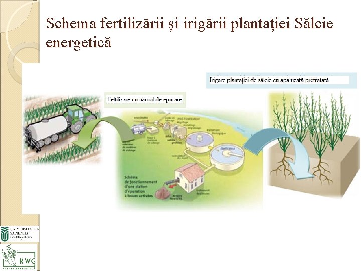 Schema fertilizării și irigării plantației Sălcie energetică 