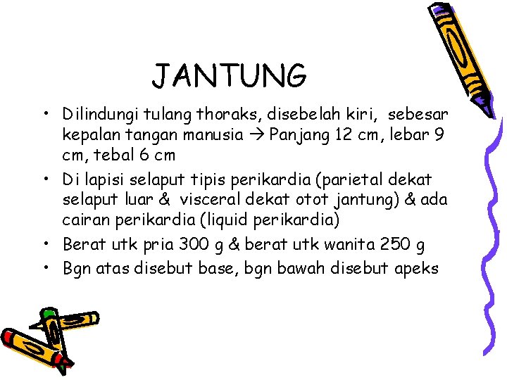 JANTUNG • Dilindungi tulang thoraks, disebelah kiri, sebesar kepalan tangan manusia Panjang 12 cm,