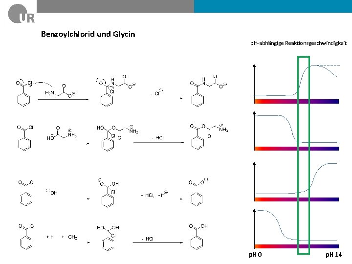 Benzoylchlorid und Glycin p. H-abhängige Reaktionsgeschwindigkeit p. H 0 p. H 14 