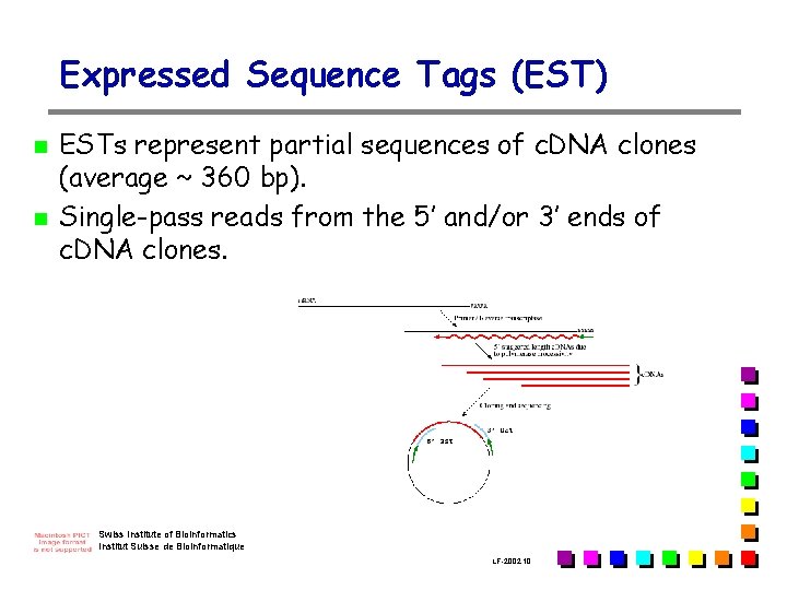 Expressed Sequence Tags (EST) n n ESTs represent partial sequences of c. DNA clones