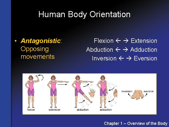 Human Body Orientation • Antagonistic: Opposing movements Flexion Extension Abduction Adduction Inversion Eversion Chapter