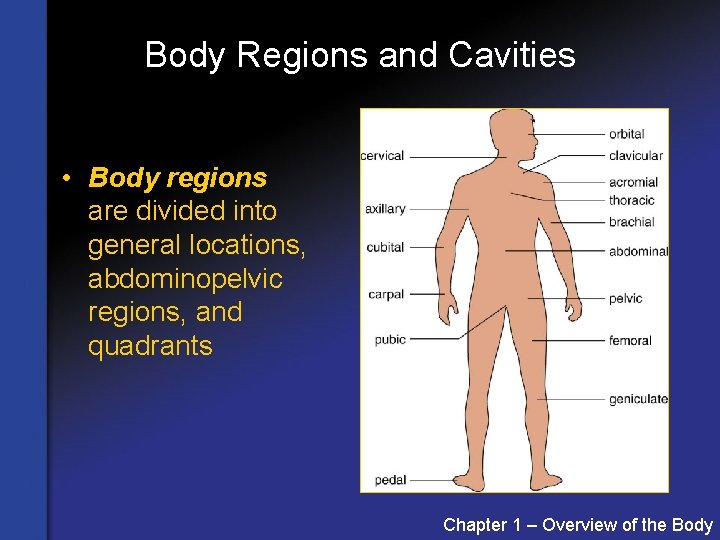 Body Regions and Cavities • Body regions are divided into general locations, abdominopelvic regions,
