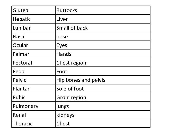 Gluteal Hepatic Lumbar Nasal Ocular Palmar Pectoral Pedal Pelvic Plantar Pubic Pulmonary Renal Thoracic