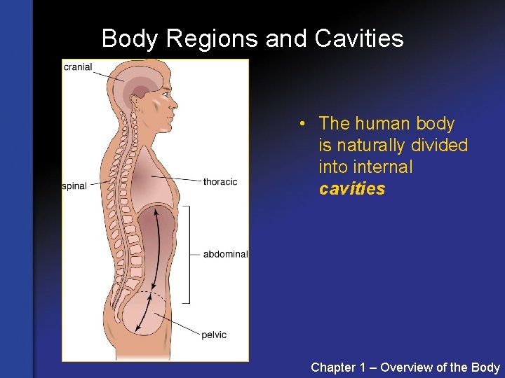 Body Regions and Cavities • The human body is naturally divided into internal cavities