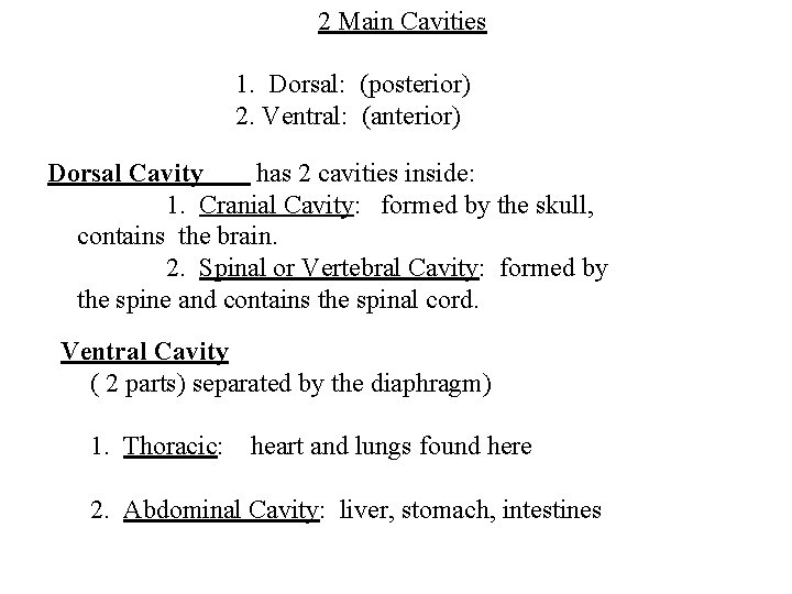 2 Main Cavities 1. Dorsal: (posterior) 2. Ventral: (anterior) Dorsal Cavity has 2 cavities