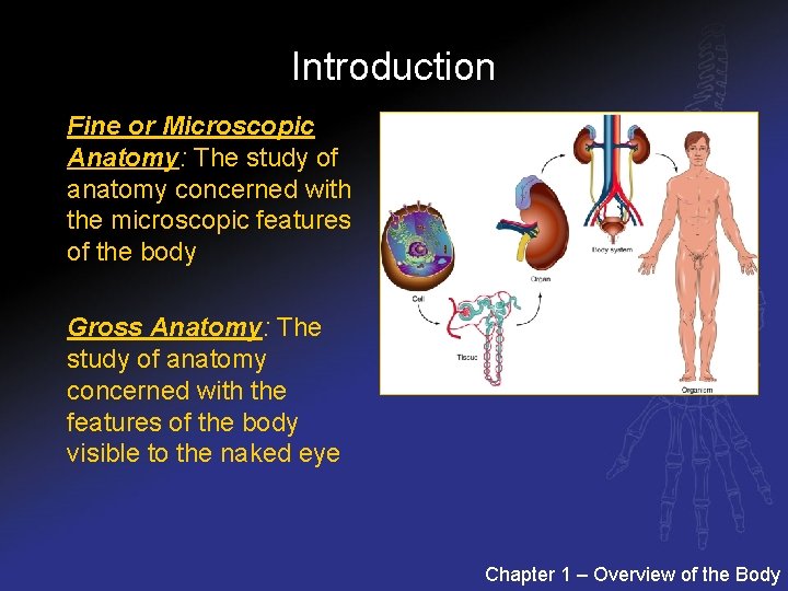 Introduction Fine or Microscopic Anatomy: The study of anatomy concerned with the microscopic features
