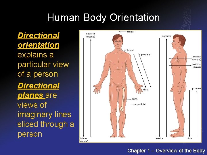 Human Body Orientation Directional orientation explains a particular view of a person Directional planes
