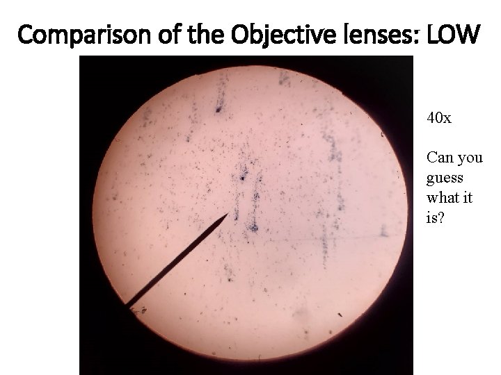 Comparison of the Objective lenses: LOW 40 x Can you guess what it is?