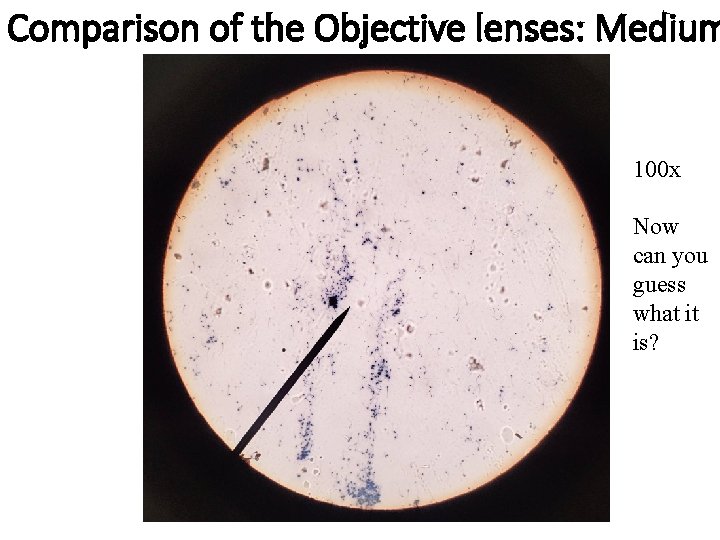 Comparison of the Objective lenses: Medium 100 x Now can you guess what it