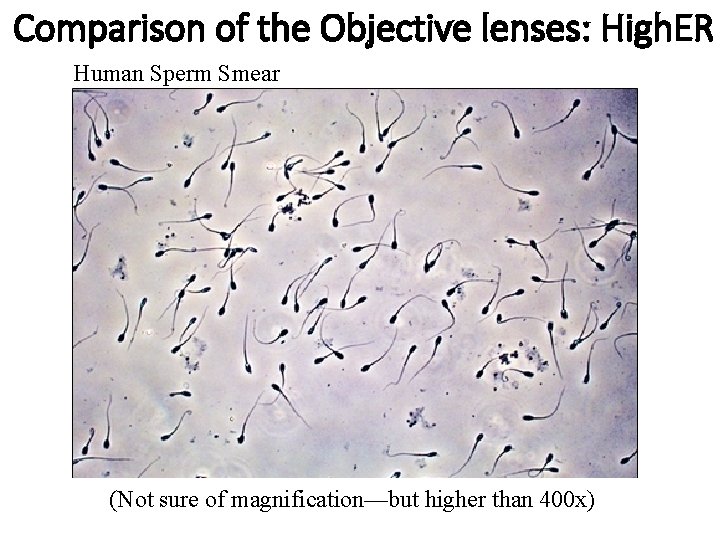 Comparison of the Objective lenses: High. ER Human Sperm Smear (Not sure of magnification—but