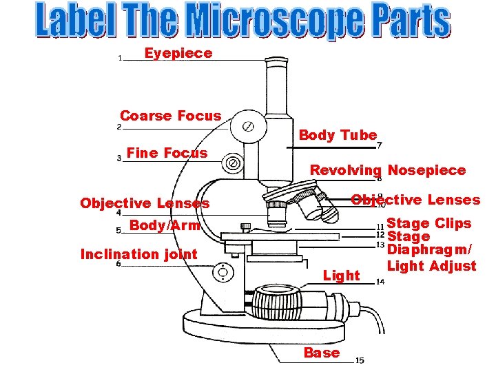 Eyepiece Coarse Focus Fine Focus Body Tube Revolving Nosepiece Objective Lenses Body/Arm Inclination joint