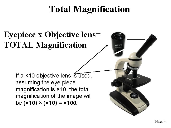 Total Magnification Eyepiece x Objective lens= TOTAL Magnification If a × 10 objective lens