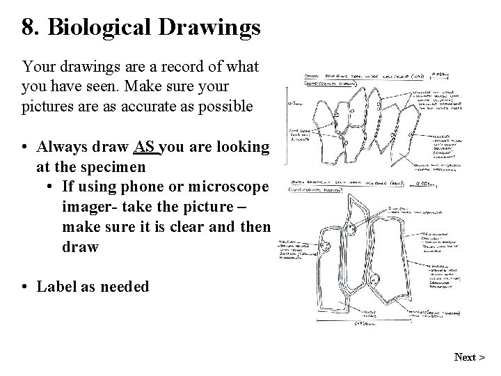 8. Biological Drawings Your drawings are a record of what you have seen. Make