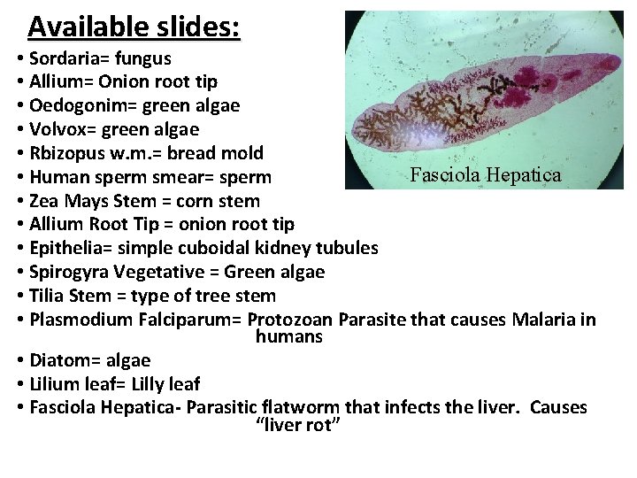 Available slides: • Sordaria= fungus • Allium= Onion root tip • Oedogonim= green algae