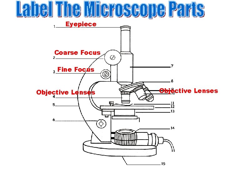 Eyepiece Coarse Focus Fine Focus Objective Lenses 