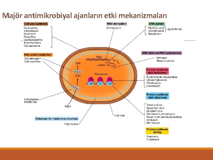 Majör antimikrobiyal ajanların etki mekanizmaları 