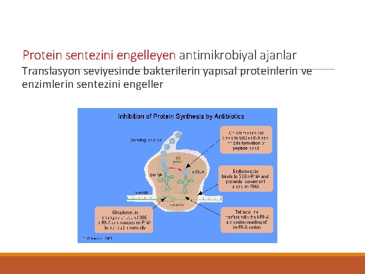 Protein sentezini engelleyen antimikrobiyal ajanlar Translasyon seviyesinde bakterilerin yapısal proteinlerin ve enzimlerin sentezini engeller