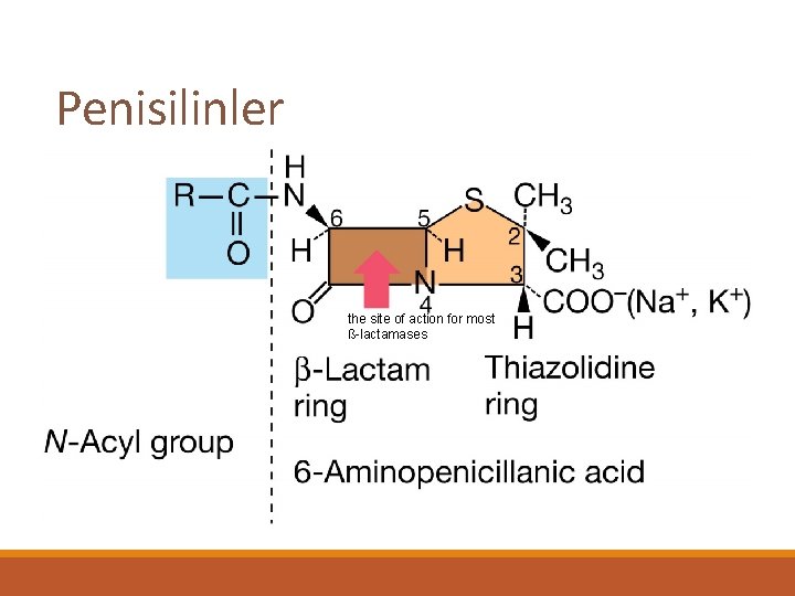 Penisilinler the site of action for most ß-lactamases 