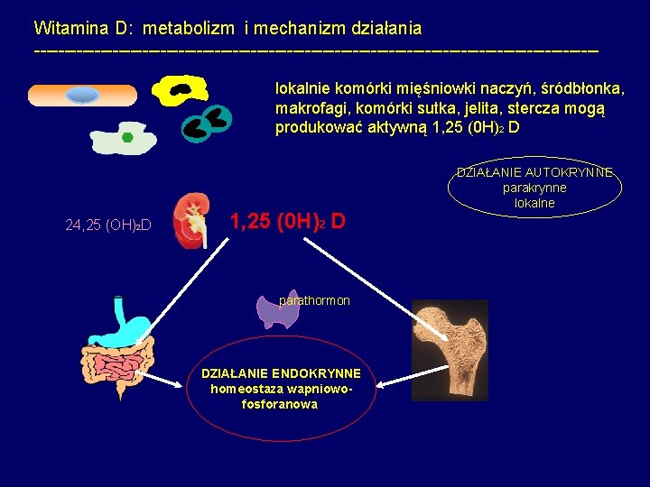 Witamina D: metabolizm i mechanizm działania -----------------------------------------------lokalnie komórki mięśniowki naczyń, śródbłonka, makrofagi, komórki sutka,