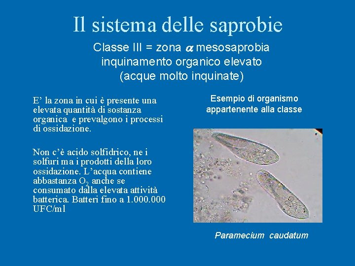 Il sistema delle saprobie Classe III = zona a mesosaprobia inquinamento organico elevato (acque