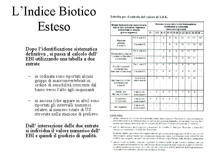 L’Indice Biotico Esteso Dopo l’identificazione sistematica definitiva , si passa al calcolo dell‘ EBI