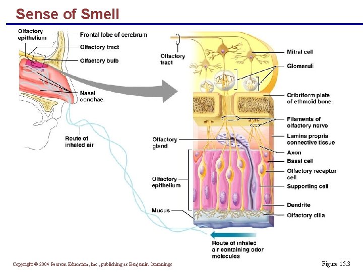 Sense of Smell Copyright © 2004 Pearson Education, Inc. , publishing as Benjamin Cummings