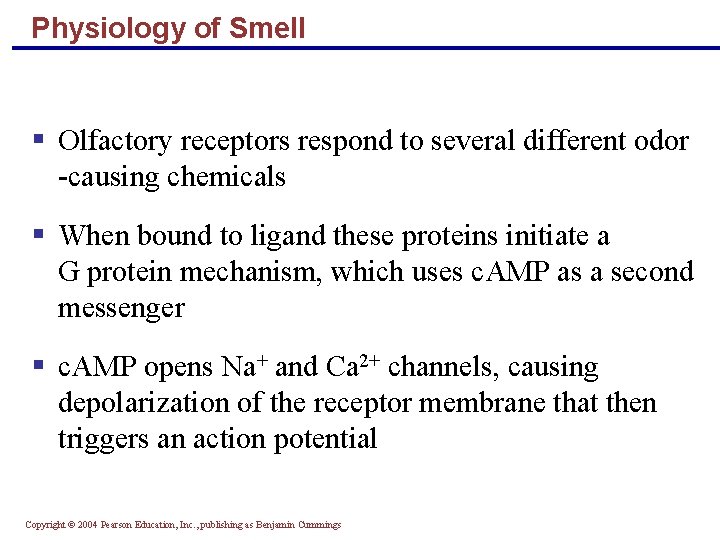 Physiology of Smell § Olfactory receptors respond to several different odor -causing chemicals §