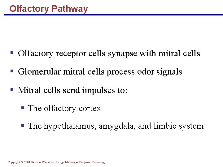 Olfactory Pathway § Olfactory receptor cells synapse with mitral cells § Glomerular mitral cells