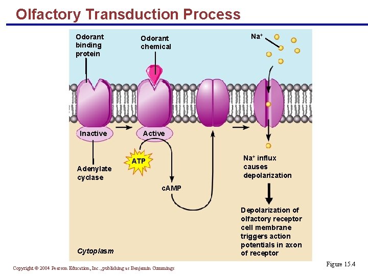 Olfactory Transduction Process Odorant binding protein Inactive Adenylate cyclase Odorant chemical Na+ Active Na+