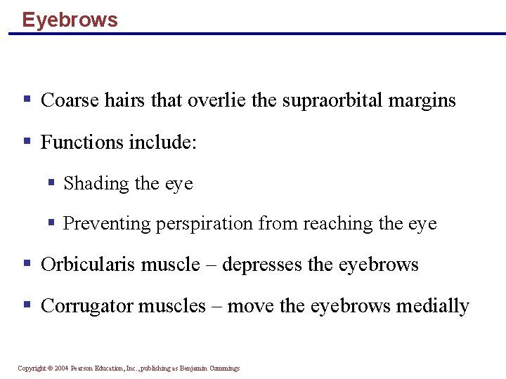 Eyebrows § Coarse hairs that overlie the supraorbital margins § Functions include: § Shading