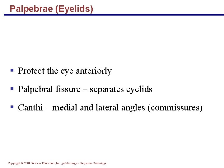 Palpebrae (Eyelids) § Protect the eye anteriorly § Palpebral fissure – separates eyelids §