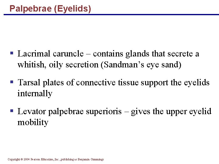 Palpebrae (Eyelids) § Lacrimal caruncle – contains glands that secrete a whitish, oily secretion